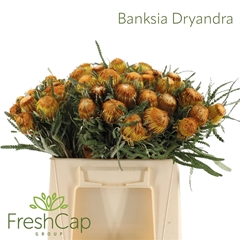 Banksia Ov Kleinbl 40cm