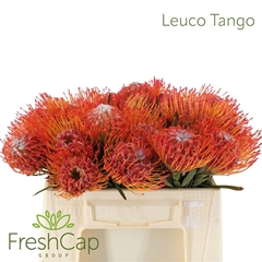 Leuco Co Tango 35cm