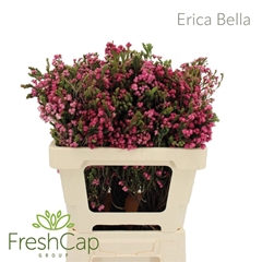 Erica Ov 50cm
