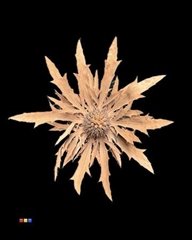 Eryngium Terracotta