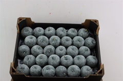 Gewaxde Appel 21%