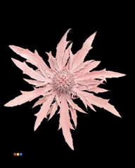 Eryngium Light Pink