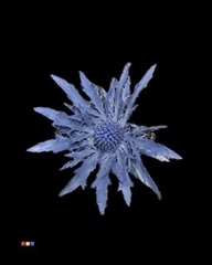 Eryngium Marine Blue
