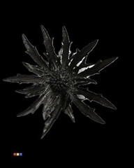 Eryngium Metallic Black