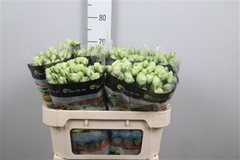 R Tr Green Glow 70cm 55+