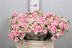 R Tr Mimi Eden 55cm 55+
