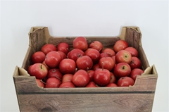 Sierappel Malus 5000gram