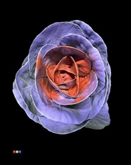 Brassica Milka + Red