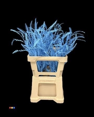 Grevillea Ivanhoe Light Blue
