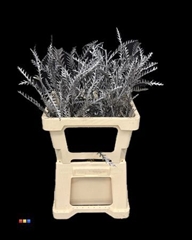 Grevillea Ivanhoe Metallic Black