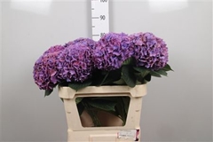 Hydr M Rodeo (CL) 80cm 20cm Ø