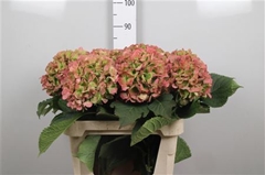 Hydr Verena Classic 80cm 23cm Ø