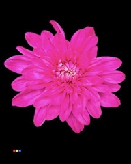 Chr T Baltica Cerise