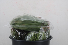 Pinus Other 500cm