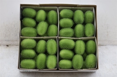Cucumis Hirsutus