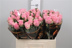 R Gr Celeb 60cm