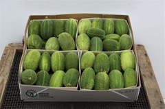 Cucumis Hirsutus