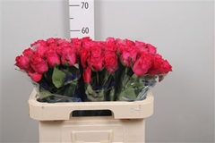 R Gr Madam Cerise 60cm