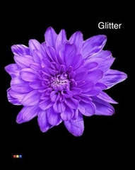 Chr T Baltica Lilac + Glit Bio