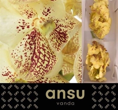 Vanda Su Yel Henna 20cm