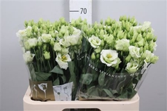 Eust G Rosita Green 70cm