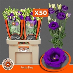 Eust G Rosita Blue 70cm