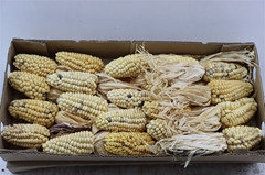 Zea Mays 6% 15cm