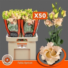 Eust E Falda Apricot 70cm