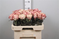 R Gr Country Candy 60cm