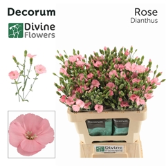 Di Solomio Rose 60cm 23