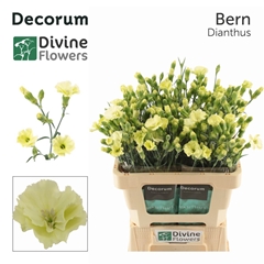 Di Solomio Bern 60cm 23