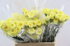 Di St Other 65cm 23