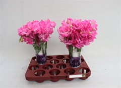 Lathyr Wi Sun Rose 35cm