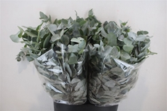 Euca Cinerea P Bunch 45cm 150gram