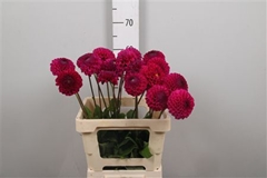 Dahl Other 50cm