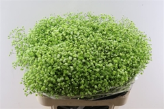 Gyps Colortreated 80cm 40gram