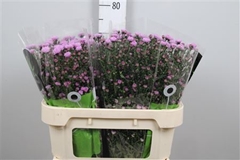 Ast Double Da Pink 70cm 15gram