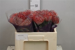 Leuco Scarlet Ribbon 50cm