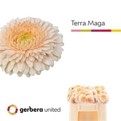 Ge Ger Terra Maga 50cm 7cm Ø