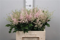 Astil Jap Europa 60cm