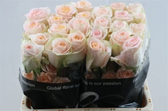 R Gr Tiffany! 60cm