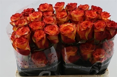R Gr High & Magic 60cm