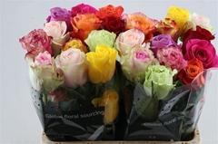 R Gr Mixed 50cm