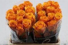 R Gr Tycoon 50cm