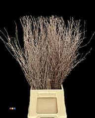 Betula / Berkentak Naturel