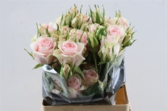 R Gr Victorian Pink@ 50cm
