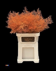 Limonium Orange