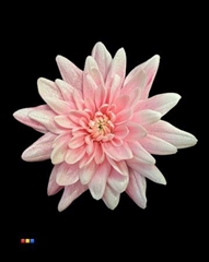 Chr T 2 Kl Baltica Pastel Pink + Satin