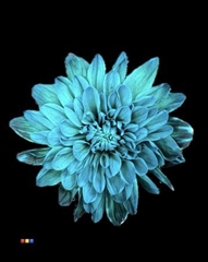 Chr T 2 Kl Baltica Ocean Green