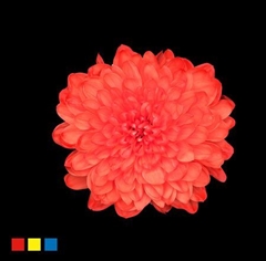 Chr T Altaj Pink